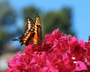 butterfly on flowers, finding your safe person