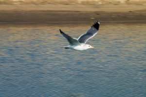 seagull flying over shore, finding your safe person