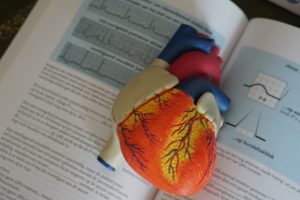 diseases caused by alcohol model of a human heart