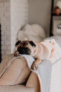 pug on couch, does my dog know I'm drunk?