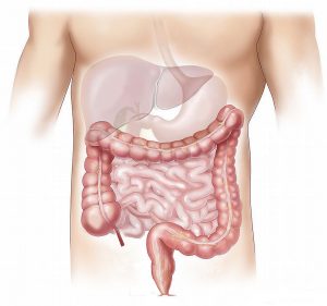 diagram of digestive system, diarrhea after drinking alcohol