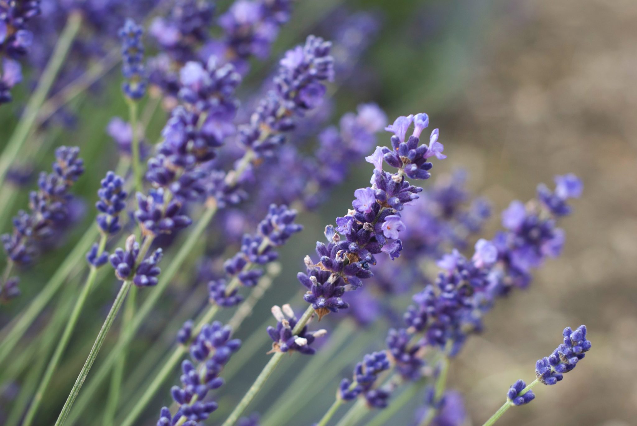 essential oils for alcoholism, lavender for anxiety