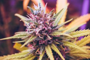 purple marijuana bud, does it help with alcohol withdrawal