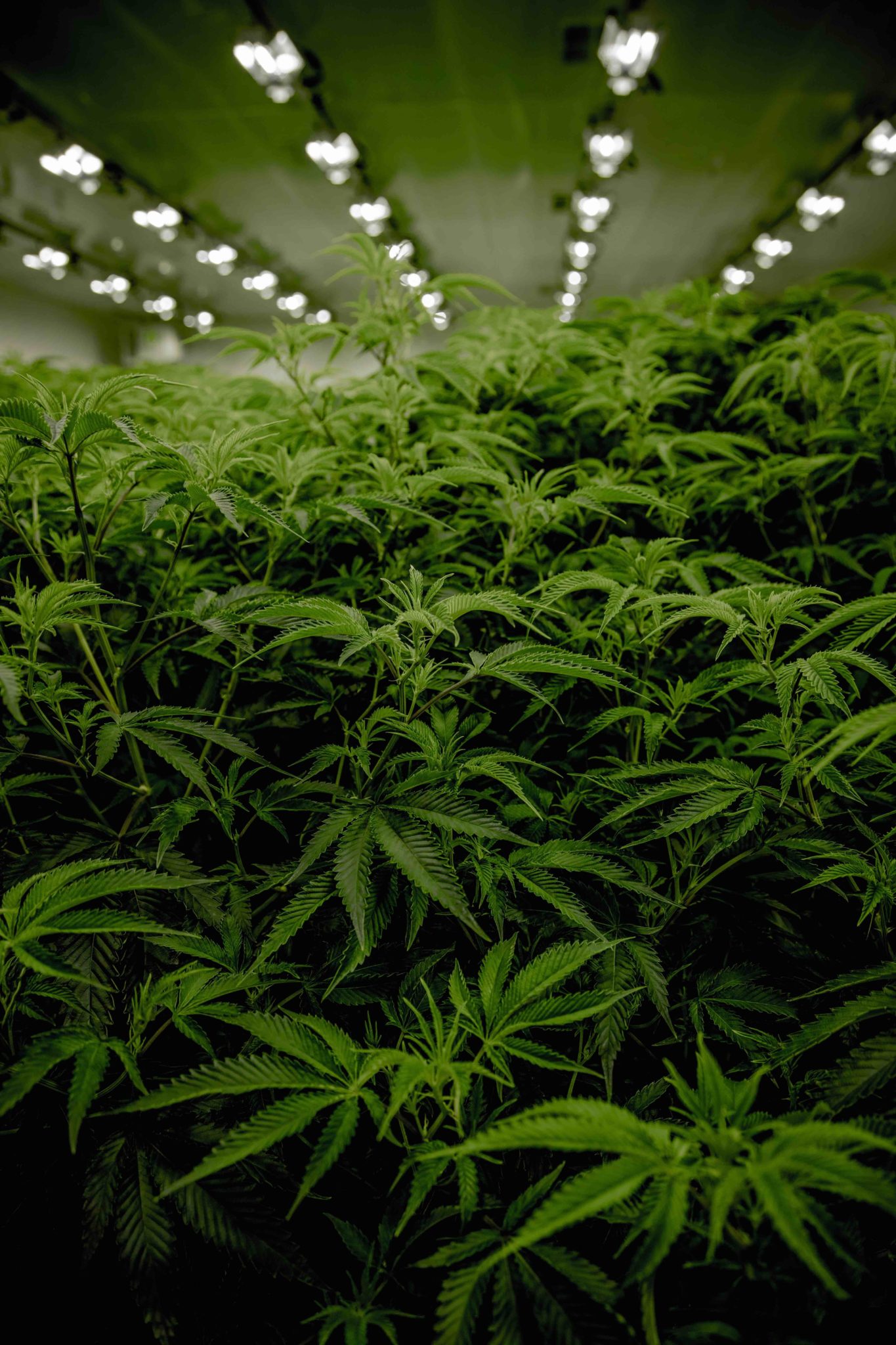 marijuana plants, alcohol substitute