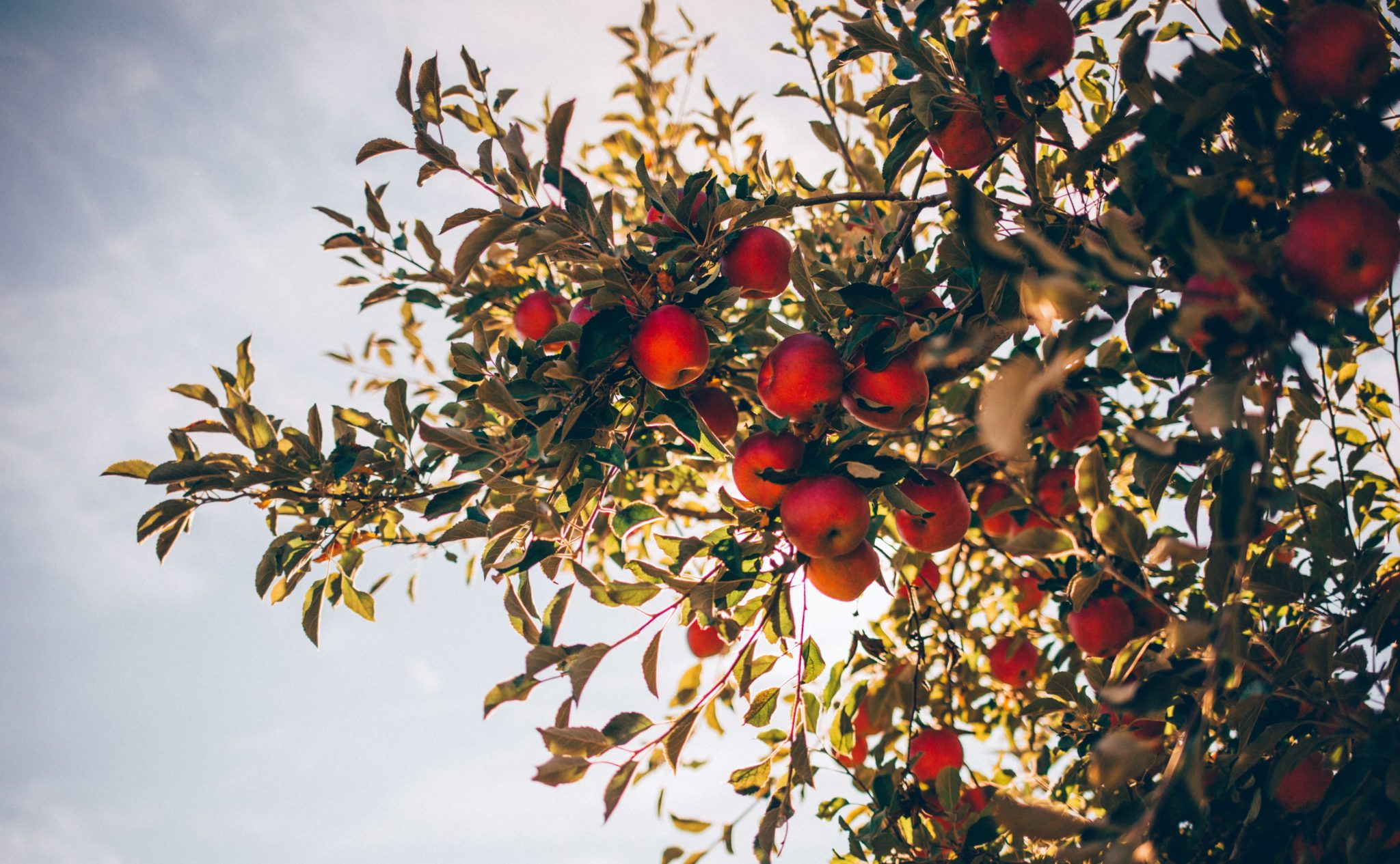 apple tree, does apple cider vinegar detox alcohol