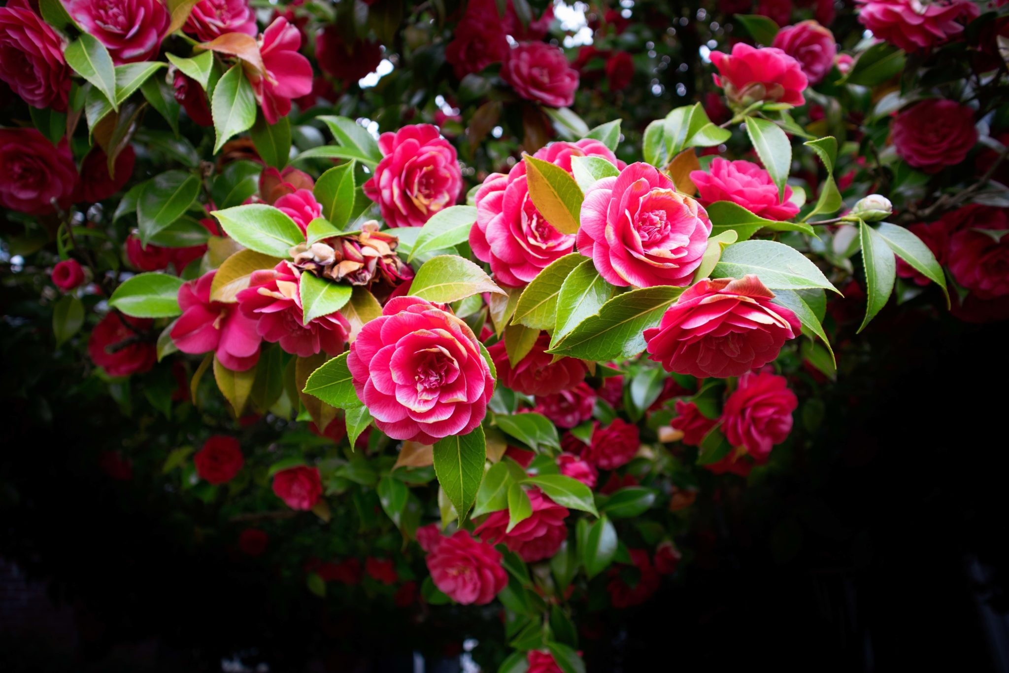 pink flowers in heart shape, sober valentine's day