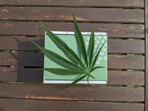green marijuana leaf on brown table