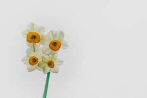 white narcissus flower, narcissism and alcohol