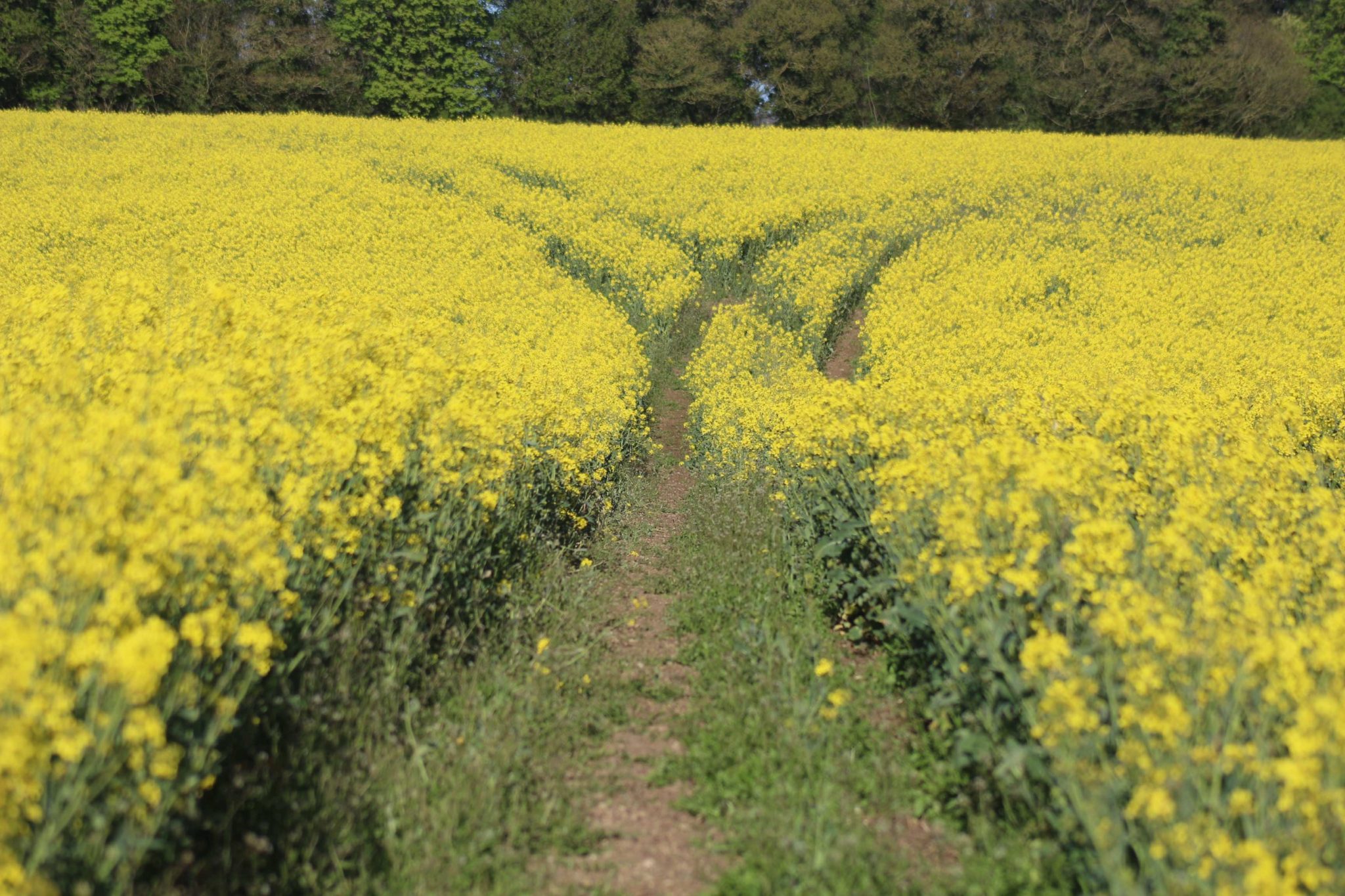 diverging paths in field of yellow flowers