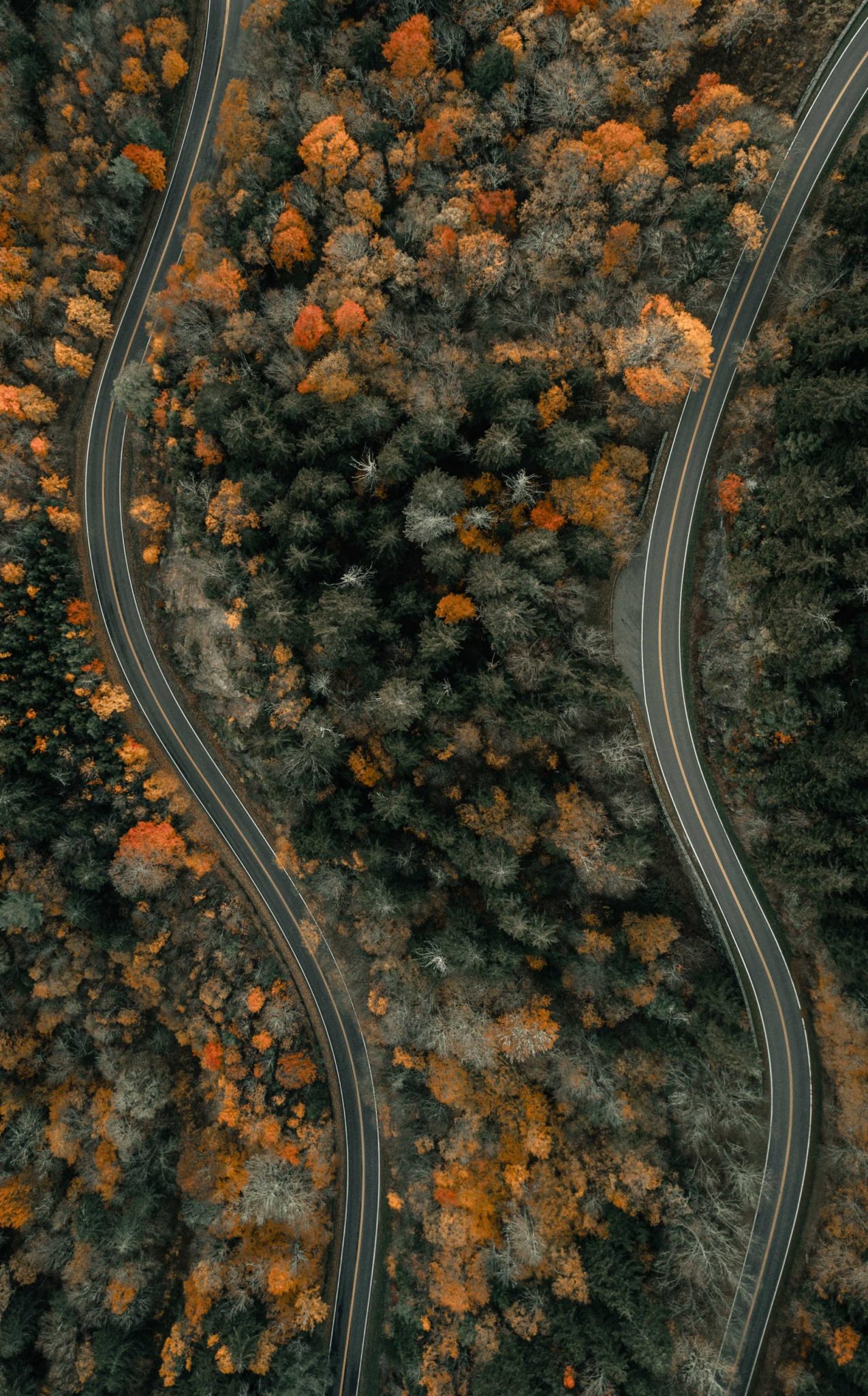 two roads winding through the forest, aerial view