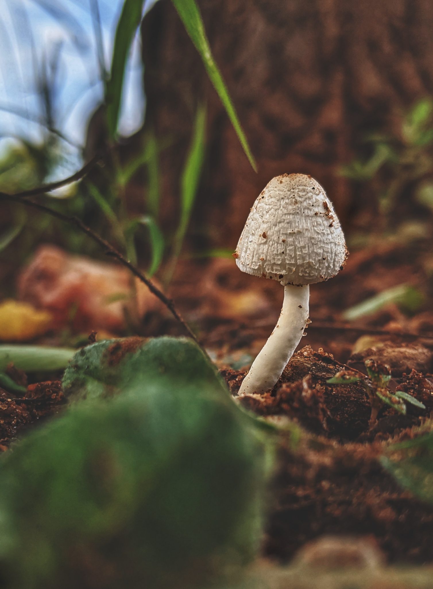 psilocybin mushroom growing in the forest