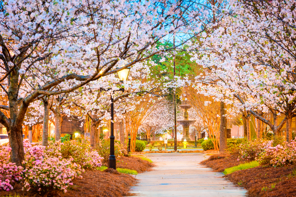macon-georgia-usa-spring-trees