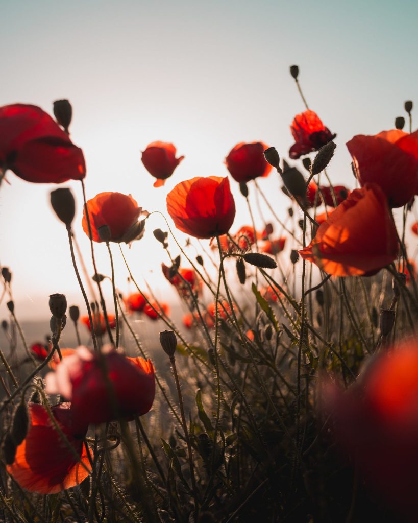 poppies silhouetted against gray sky