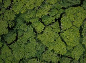 tree tops aerial view