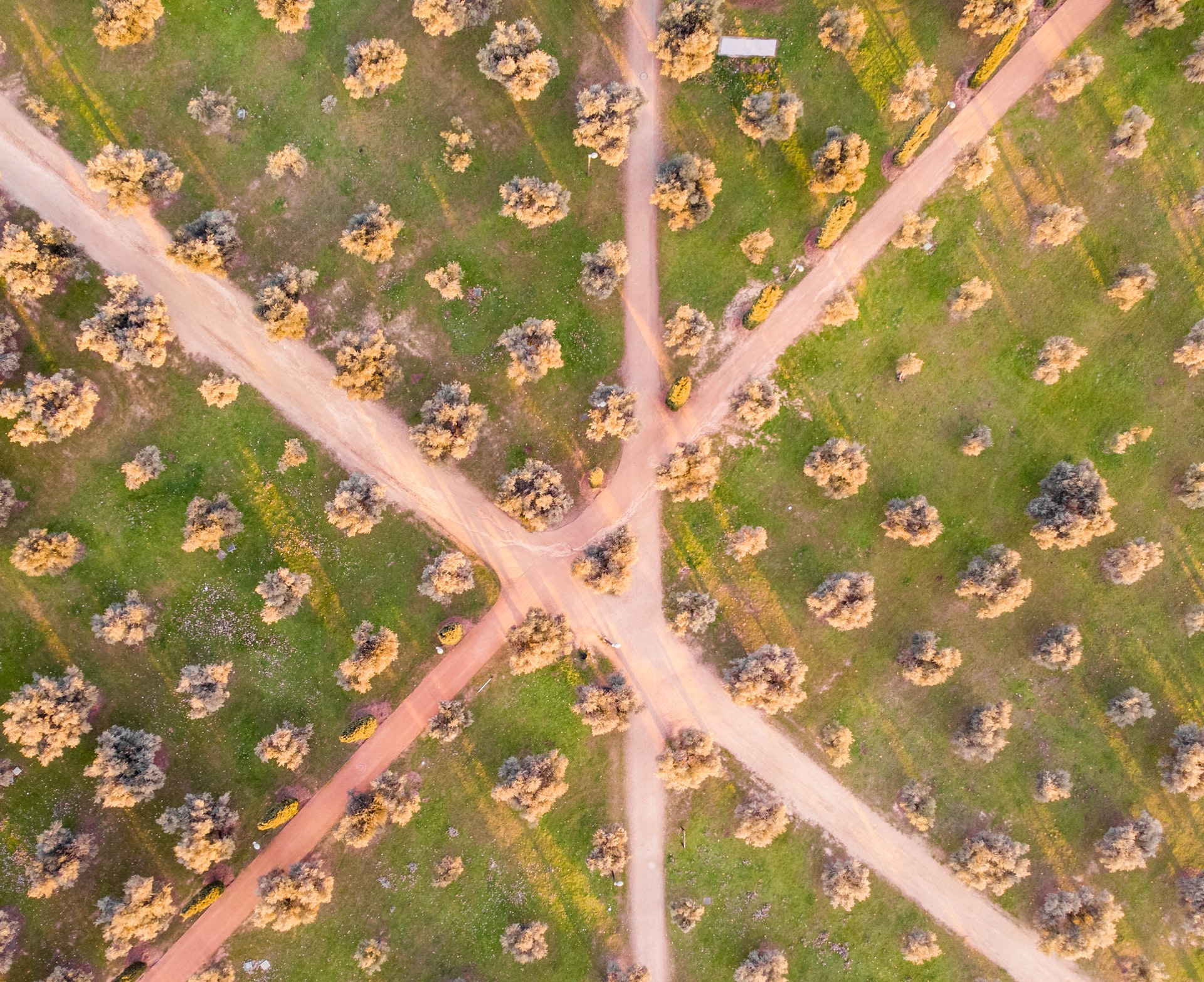 several roads crossing in an orchard