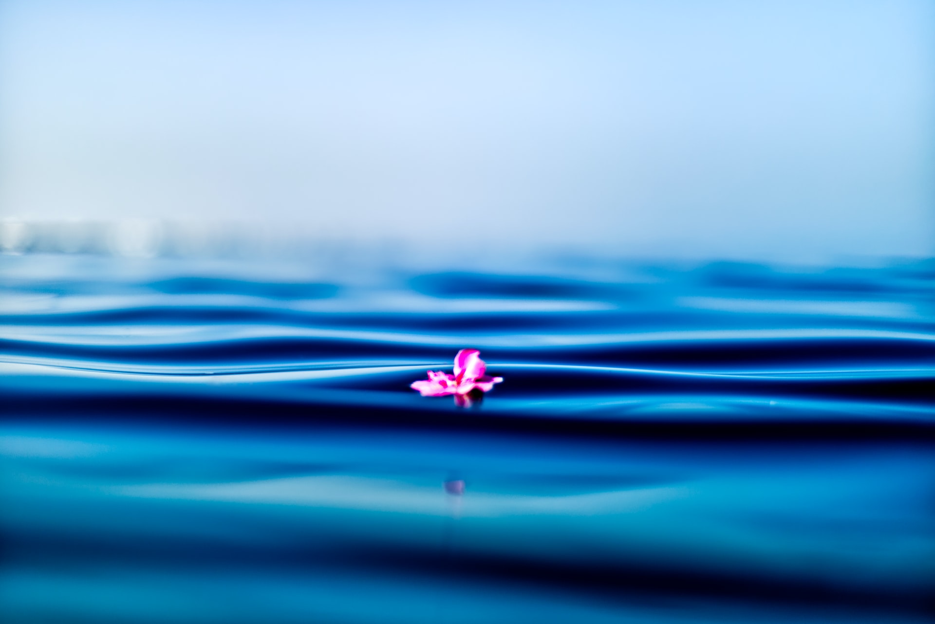 flower pedal floating on water