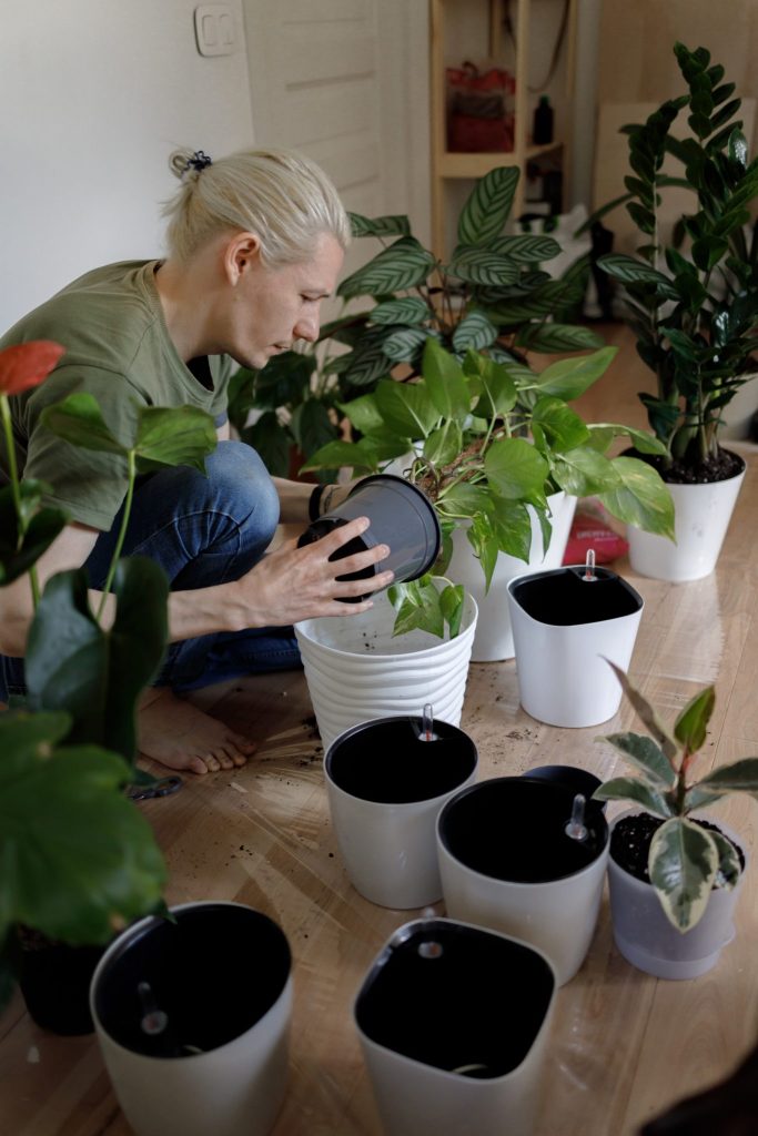 person repotting plants in a garden