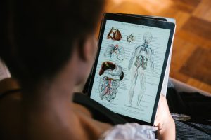 person studying anatomy on tablet