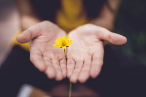 two hands holding a single yellow flower