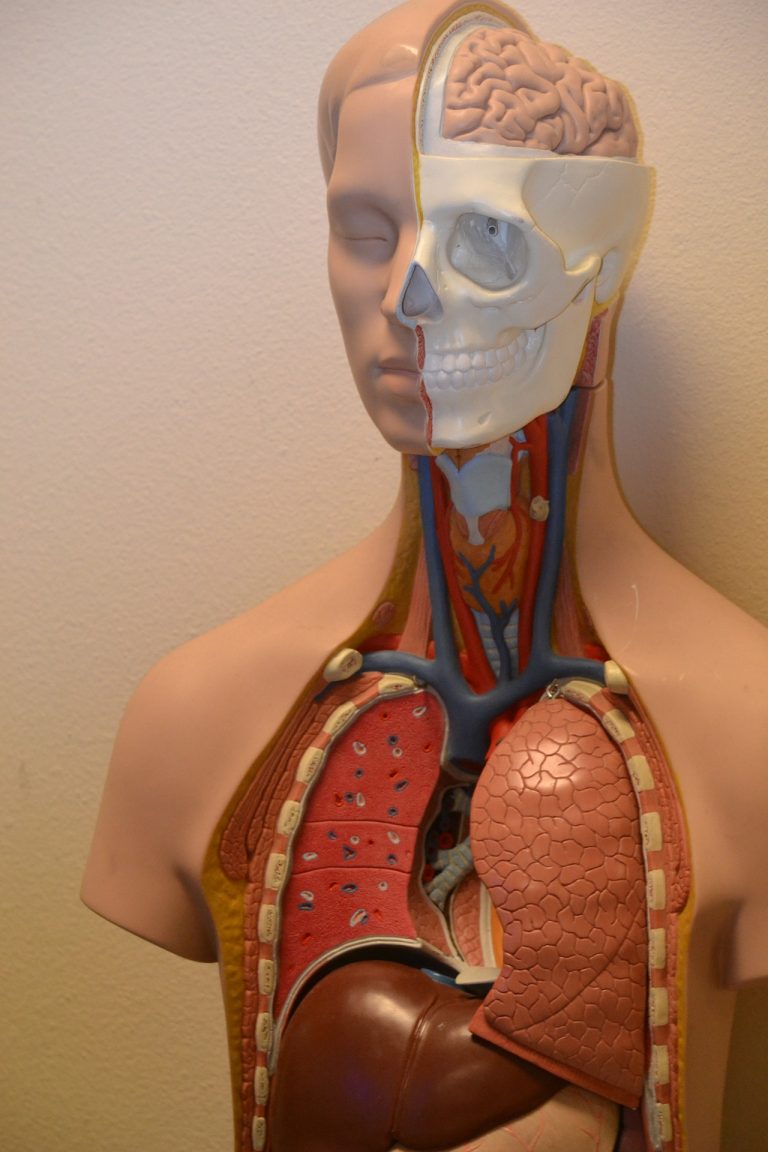 anatomy model showing liver and organs