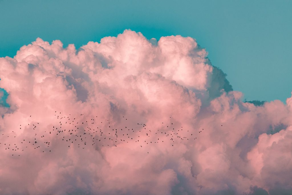 pink clouds blue background flock of birds