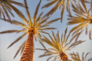 upward angle shot of california palm trees